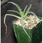 Hechtia sp. (191) 4-inch pots