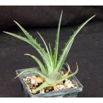 Hechtia cv Aztec Sun one-gallon pots