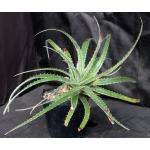 Hechtia cv Aztec Sun one-gallon pots
