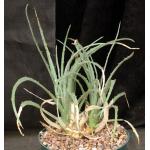 Hechtia podantha 8-inch pots