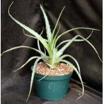Hechtia rubicunda 8-inch pots