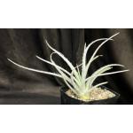 Hechtia sp. (552) one-gallon pots