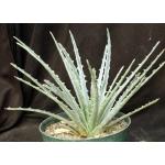 Hechtia sp. (569) 8-inch pots