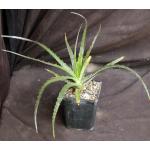 Hechtia sp. (143.4) 5-inch pots