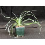 Hechtia glomerata 4-inch pots