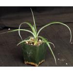 Hechtia pretiosa (094) 4-inch pots