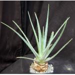 Hechtia sp. (128) one-gallon pots