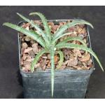 Hechtia sp. (Pena Blanco, Queretero) 5-inch pots