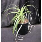 Hechtia tillandsioides 2-gallon pots