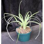 Hechtia tillandsioides 8-inch pots