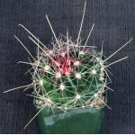 Hamatocactus davisii 4-inch pots