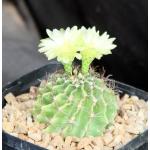Hamatocactus setispinus one-gallon pots