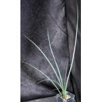 Hesperaloe funifera 2-inch pots