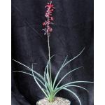 Hesperaloe parviflora cv Brake Lights 8-inch pots