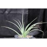Hesperaloe parviflora cv Brake Lights one-gallon pots