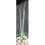 Hesperaloe parviflora (yellow) 3-inch pots