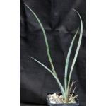 Hesperaloe funifera 4-inch pots