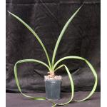 Hippeastrum hybrid 5-inch pots