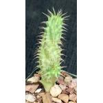 Hoodia juttae 2-inch pots