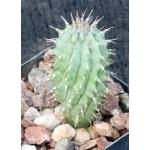 Hoodia parviflora 2-inch pots