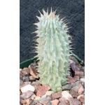 Hoodia parviflora 4-inch pots
