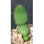 Hoodia pilifera var. pilifera 4-inch pots