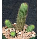 Hoodia pilifera var. pilifera 5-inch pots