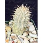 Hoodia juttae 2-inch pots
