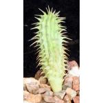 Hoodia juttae 3-inch pots
