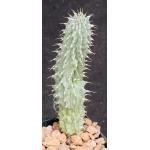 Hoodia macracantha 2-inch pots