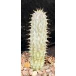 Hoodia macracantha 4-inch pots