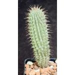 Hoodia parviflora 2-inch pots