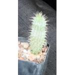 Hoodia parviflora 2-inch pots
