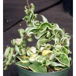 Hoya carnosa cv Hindu Rope (variegated) 6-inch pots