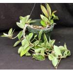 Hoya carnosa cv Tricolor 6-inch pots