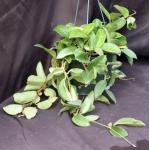Hoya carnosa cv Tricolor 8-inch pots