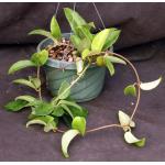 Hoya mathilde 6-inch pots