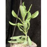 Hoya australis ssp. rupicola 8-inch pots