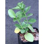 Hoya cummingiana 2-inch pots