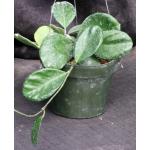 Hoya obovata 6-inch pots