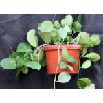 Hoya obovata 8-inch pots