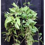 Hoya publicalyx cv Bright One 8-inch pots