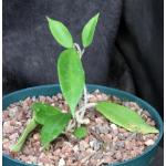 Hoya sp. aff. parasitica 6-inch pots