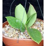 Hoya subquintuplinervis cv 'Chiang Mai' 8-inch pots