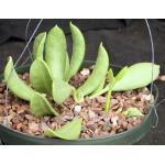 Hoya australis ssp. rupicola 8-inch pots