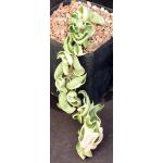 Hoya carnosa cv Hindu Rope (variegated) one-gallon pots