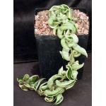 Hoya carnosa cv Hindu Rope (variegated) one-gallon pots
