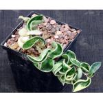 Hoya carnosa cv Hindu Rope 5-inch pots