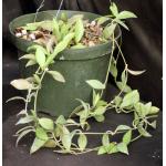 Hoya diptera 8-inch pots