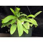 Hoya fraterna 10-inch pots